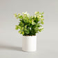 Zelen Potted Plant