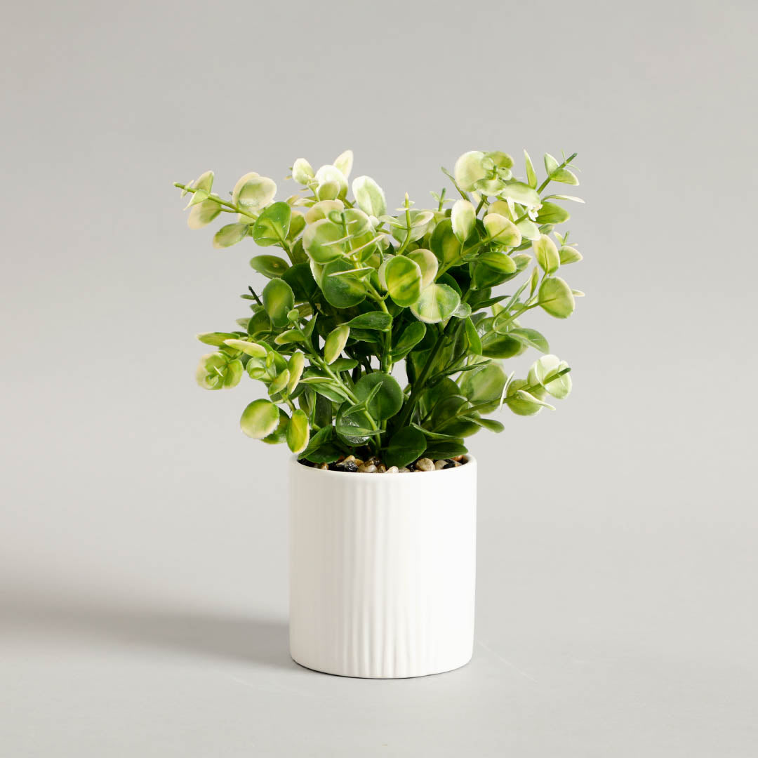 Zelen Potted Plant