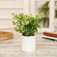 Zelen Potted Plant