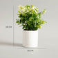 Zelen Potted Plant