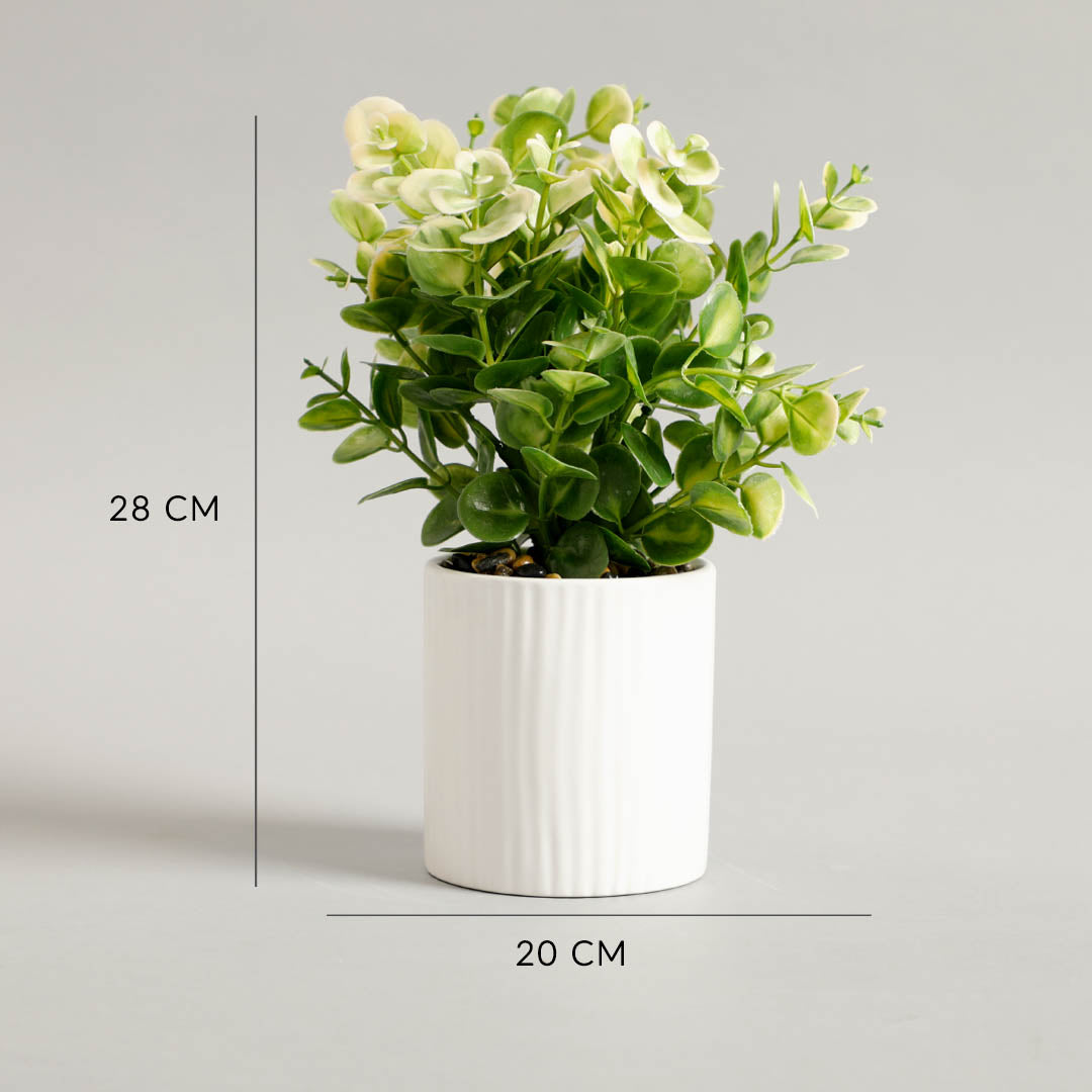 Zelen Potted Plant