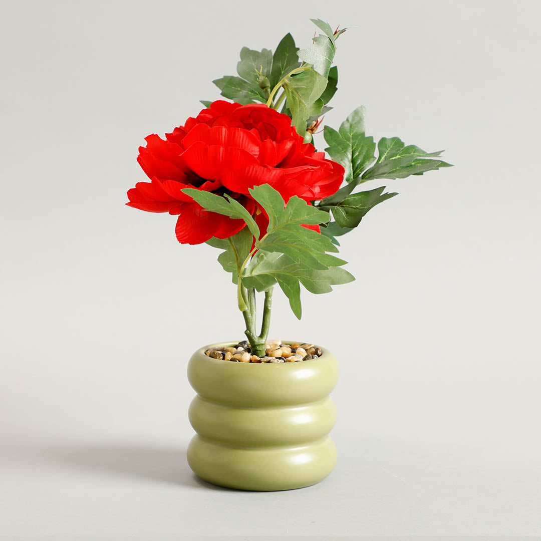 Carmine Potted Plants