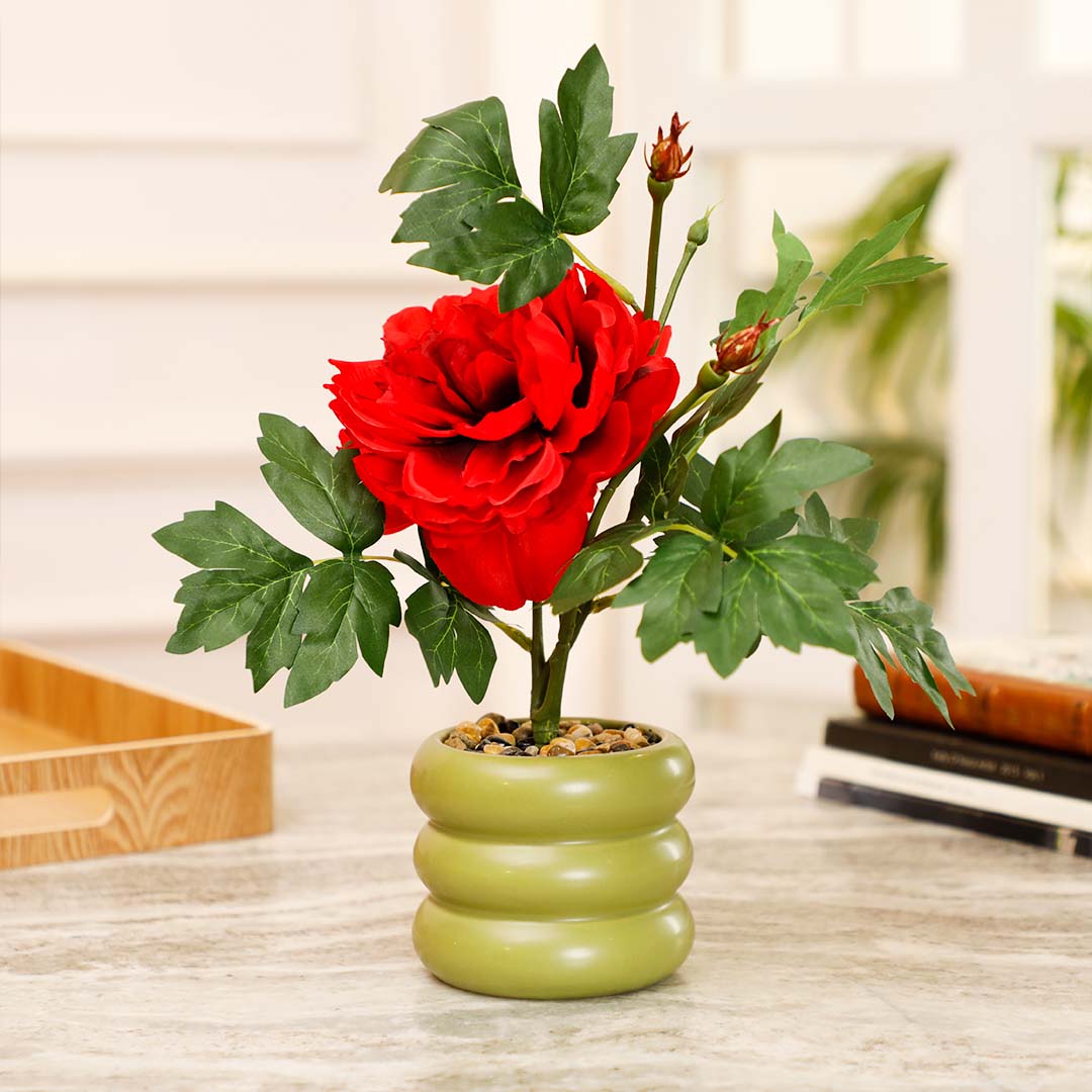 Carmine Potted Plants