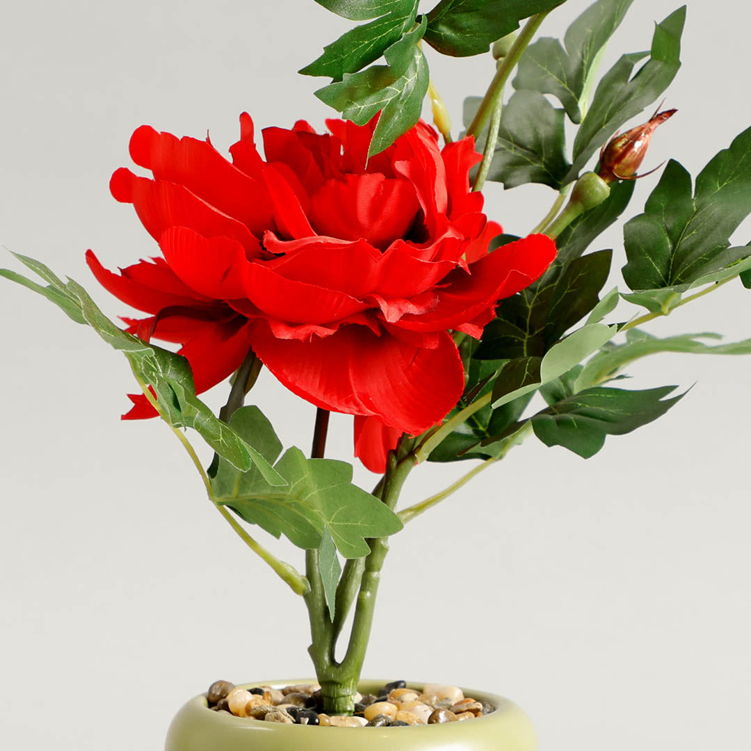 Carmine Potted Plants